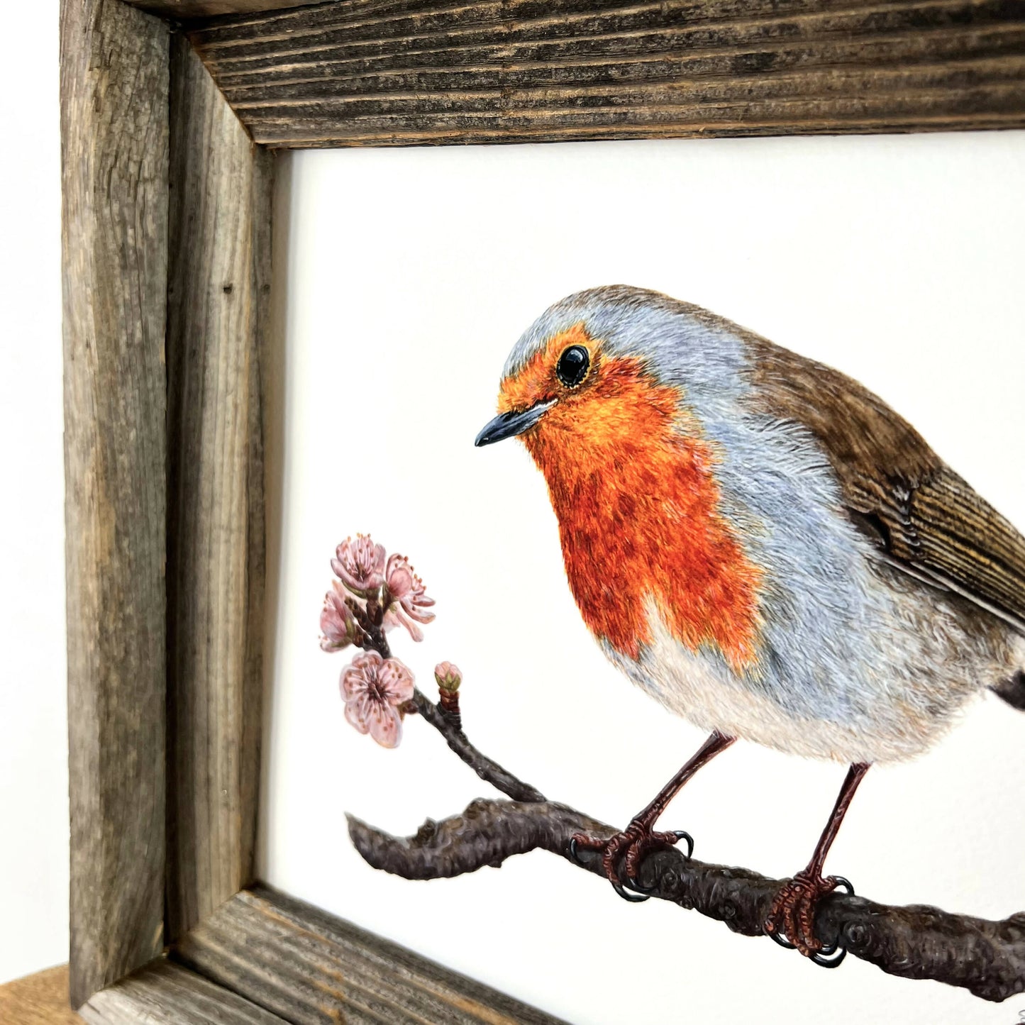 European Robin with blossoms